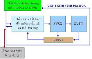 Sinh học 12 Bài 44 Chu trình sinh địa hóa và sinh quyển